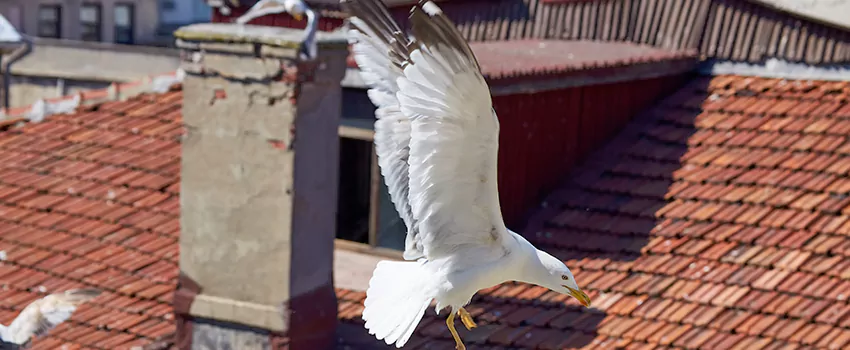 Residential Chimney Animal Removal Solution in Mill Creek, WA