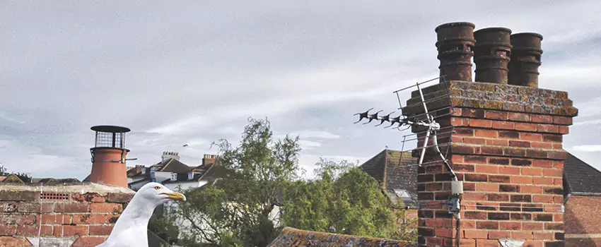 Chimney Cleaning And Restoration in Mill Creek, Washington